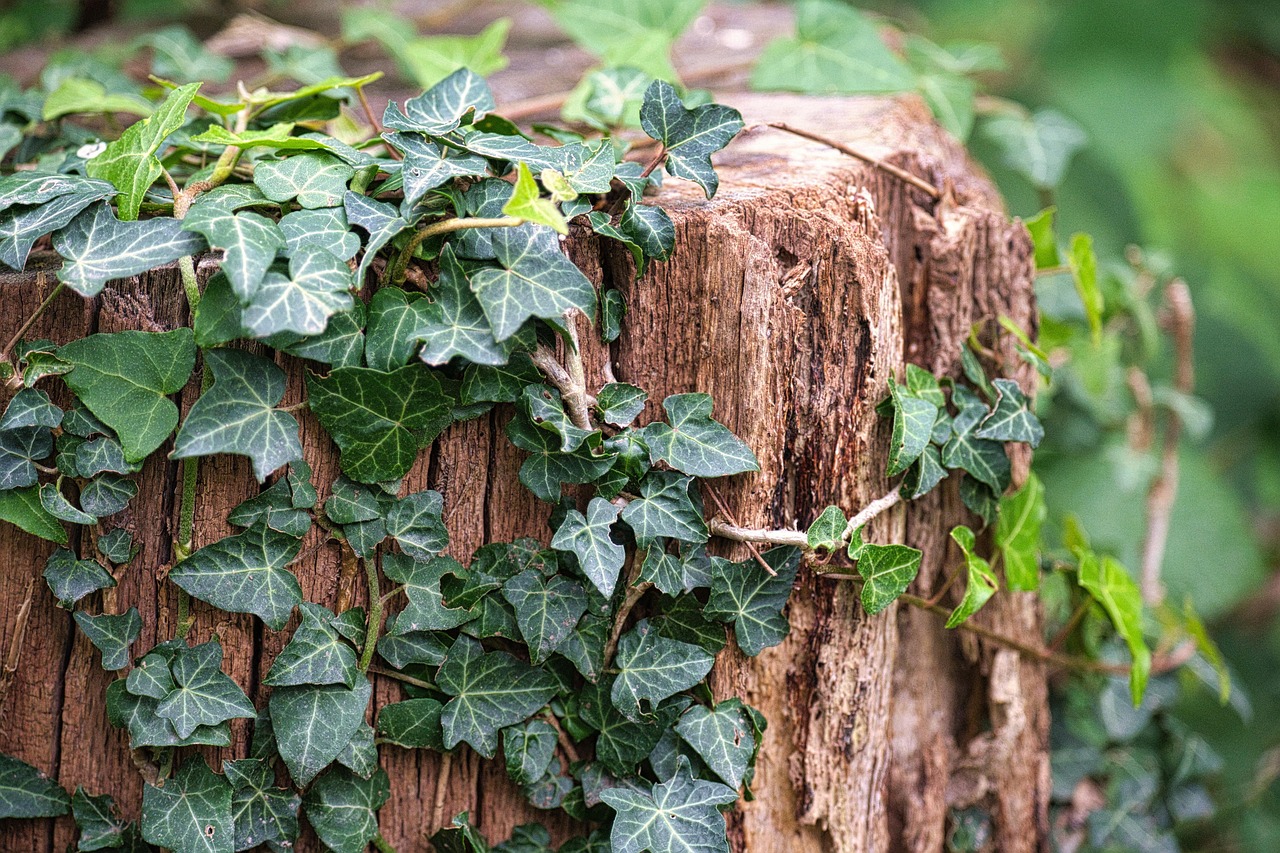 초등 인강 순위